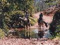 One of several creek crossings on an early second leg (1987)