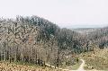 Uriarra Forest in 2004 (after the 2003 fires)