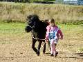Shetland pony being led by girl in pink